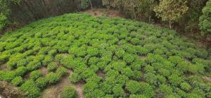 The Hotel Orchid & Restaurant