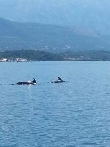 Montenegro face mer accès direct plage