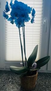 Apartament Azzurro - Old Town