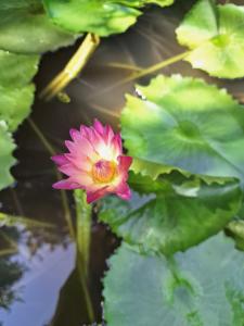 đất phú homestay phú yên