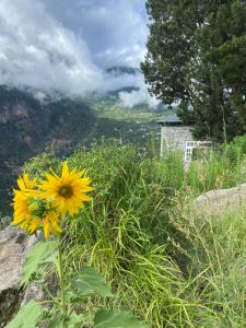 Raldang Himalayan homestay & farm stay