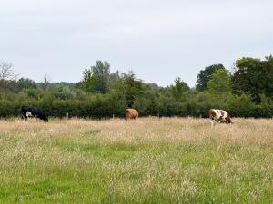 De Schutkooi - Tiny Houses