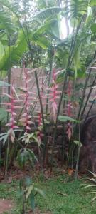 Mountain Green Villa