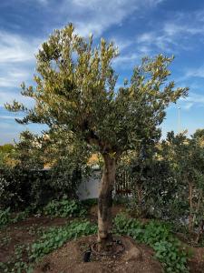 MyCircle Stintino img17