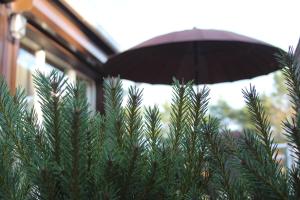 Holiday Terrace Nida