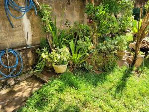 Villa Coconut Tree Hill