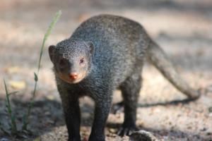 Cottage On Naboom - 3hvězdičkové hotely ve městě Marloth Park