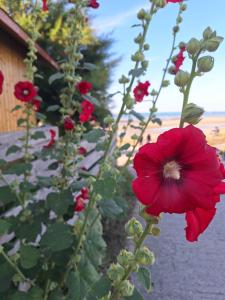 Les heures tranquilles - Vue mer - 50m de la plage