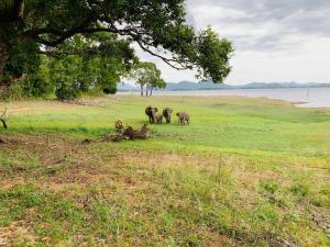 Gal Oya Lake View Inginiyagala