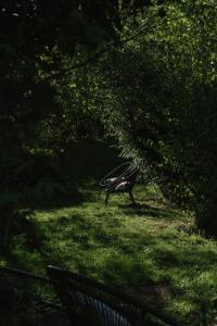 Maisons de vacances Au Bois Dormant gite 15 personnes : photos des chambres