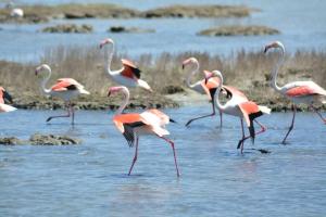 B&B Terre del Sinis img4