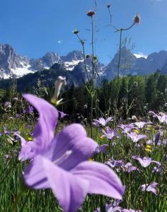 Apartments Zlati Rog