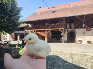 Insolitappart à la ferme