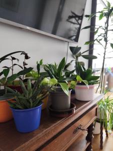 Avea - Accessible Downtown Retreat near Hofgarten