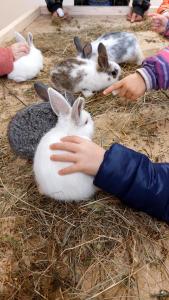 Glamping - Hayrack Vesel 