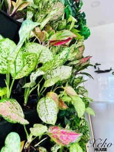 Nhà có sân thượng cây xanh view đẹp không gian yên tĩnh