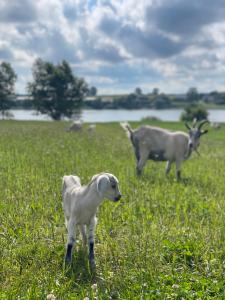 Kaszuby, agroturystyka z alpakami- pokój z łazienką