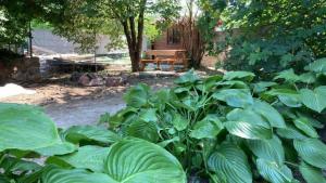 Theodor Tomaj 3Bdr AC Garden Terrace