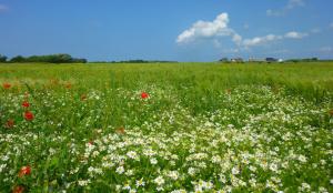 Reetdachhaus in Goos