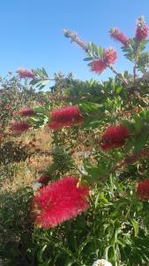 Dependance Pavoncella img20