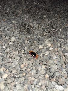 Contenedor Santa Cruz en Guanacaste piscina