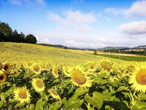 Maisons de vacances Beautiful holiday home with private pool : photos des chambres