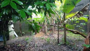 Chácara AVIZ - um pedaço da Amazônia