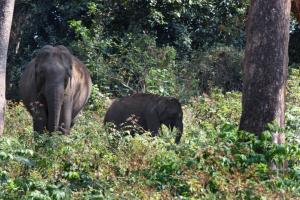 Thennal Junglecamp