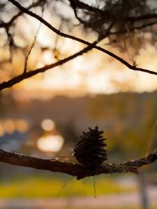 Camellia Villa Đà Lạt