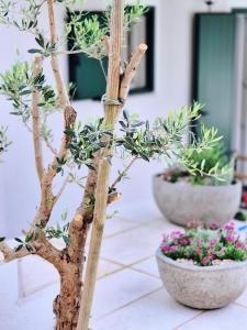 Mare`s House Apartments with Pool