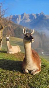 Pfleger Ranch am Schönegg Gut