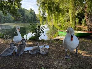 Tentes de luxe HPN 2025 camping au bord du lac : photos des chambres
