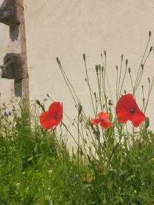 B&B / Chambres d'hotes Chez Agatha : photos des chambres