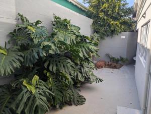 Charming Studio with Garden Patio in Tamboerskloof