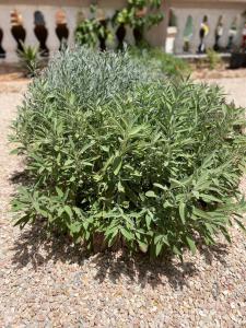 Dar Minel- Deine Wohlfühloase mit Garten und Sonnenterasse