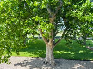 Maisons de vacances Le Domaine de Laforest : Maison de Vacances
