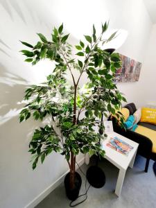 Appartements Le binic - proche gare et centre : photos des chambres