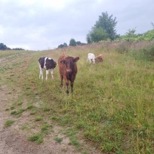 Uszate Ranczo Jagoda