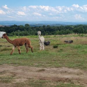 Uszate Ranczo Jagoda