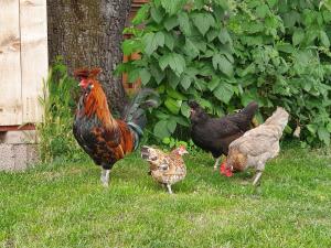 Two-Bedroom Superior Apartment