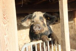 Superior Apartment with Balcony