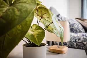 Appartements Le Golden - Centre Ville - Acces Transports en Commun - Balcon Cosy - Commerces a Proximite : photos des chambres