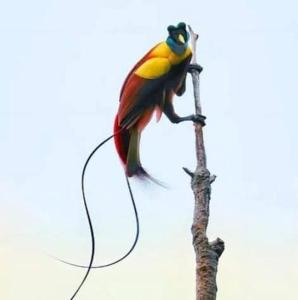 Mamatua N Saleo Villa