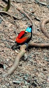 Mamatua N Saleo Villa