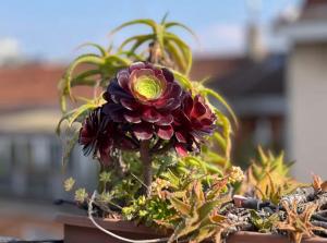 Green Penthouse with Terrace