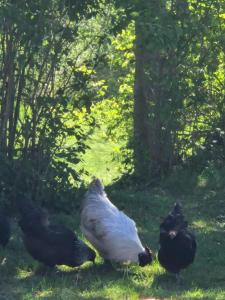 Mysigt boende nära hav och natur