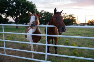 Dog-Friendly Texas Ranch with Patio, Horses On-Site