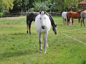 Gutshaus Zicker in Garz
