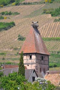 Maisons de vacances Gite du Vignoble : photos des chambres