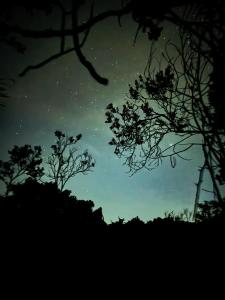 Bosque Encantado Story